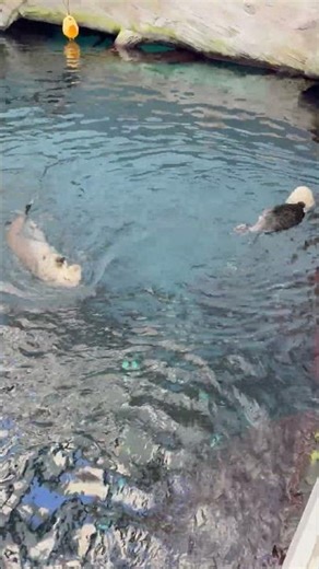 playful otter 🦦 spinning in the water to chill to #lofishorts #animals