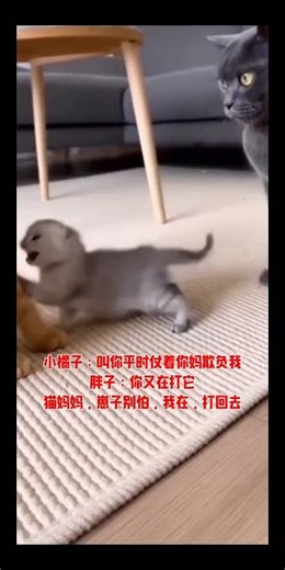 萌宠出道计划猫妈妈的