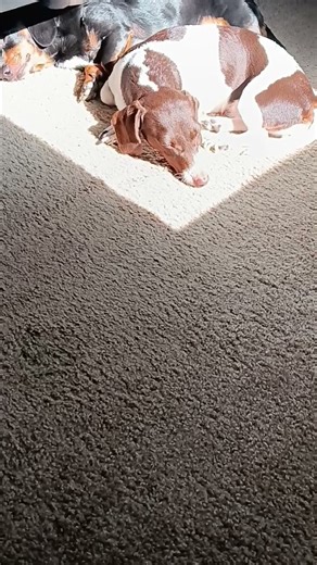 BENTLEY AND MOLLY ARE CHILLING. THANK YOU FOR SUBSCRIBING. GOD BLESS YOU 😇