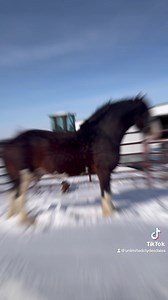 1.6K views · 103 reactions | Bentley being a show off in the snow! Hard to believe he’s 17 this year and looks like this in the middle of Nebraska winter with no blanket and spending most his day in the outside run attached to his stall. | Performance Unlimited Clydesdales | Facebook
