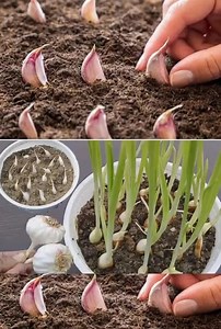 Don’t buy garlic anymore! Here’s how to grow it in a pot endlessly | TIPS in comments | 10 Garden Tips
