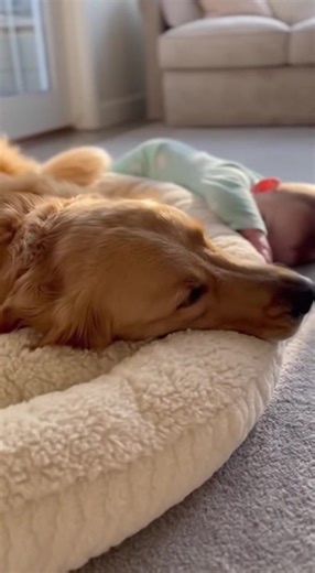 Baby Crawls Into Dog Bed❤️ #DogAndBaby #WholesomeMoments #PetLove #CuteBaby #GoldenRetriever #FamilyMoments #Heartwarming #DogAndChild #PureLove #Shorts | Teal Gadgets