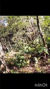 Quick cuts – tracking, forest sounds, heartbeat sound effect.#boar#wildlife#hunting#shorts