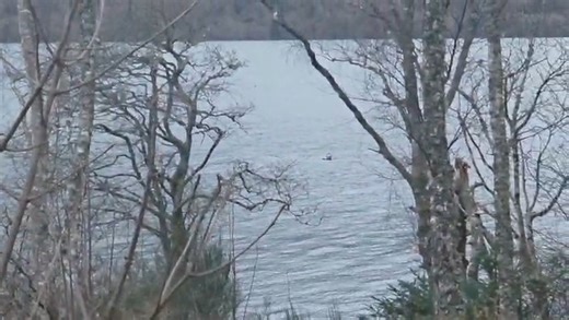 Something mysterious was spotted in Loch Ness recently… 👀 Was it Nessie?! 🐉 Not quite — but still an incredible sight! It turns out the surprise visitor was a seal that swam into the loch, likely enjoying the abundance of fish that call these waters home. This amazing footage was captured by our friends at Loch Ness Exploration, including Alan McKenna, Christopher Drysdale, and Dave Hastings. Arguably some of the best footage of a seal ever recorded in Loch Ness! 🌊✨ | The Loch Ness Centre