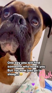 Hang in there babe 😁 #teddymyboyboxerlover #boxerdog #dog #petcare #thankyouforyoursupport #doglover #fblifestyle@top fans | Teddy and Me