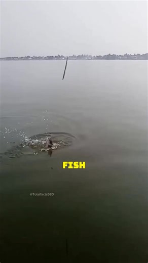 Smart Fishing Hack by Bangladeshi Women #TraditionalFishing #BangladeshLife #WomenEmpowerment #SustainableLiving #FishingSkills | Agrofy