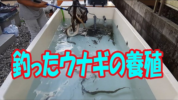 100匹のウナギ用イケスを作る | 上編イケス作り挑戦