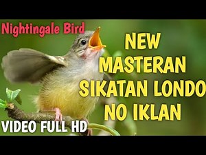 Masteran sikatan londo gacor full isian jernih tanpa iklan | burung sikatan londo di alam liar