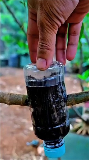 Stop Throwing Away Plastic Bottles! Try This Instead #diy #garden #plantpropagation