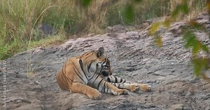 Beautiful Royal Bengal Tiger (Panthera tigris) resting in jungle. This is population native to the Indian subcontinent. It is the National animal of India. Ranthambore National Park, Rajasthan