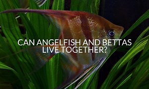 Can Angelfish And Bettas Live Together?