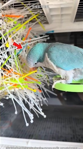 Mother Parrot Making a Nest 🦜❤‍🩹