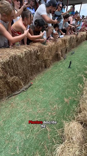 Forget about the horses, it’s all about the crocodile racing at the Berry Springs Tavern on Melbourne Cup day. | The NT News
