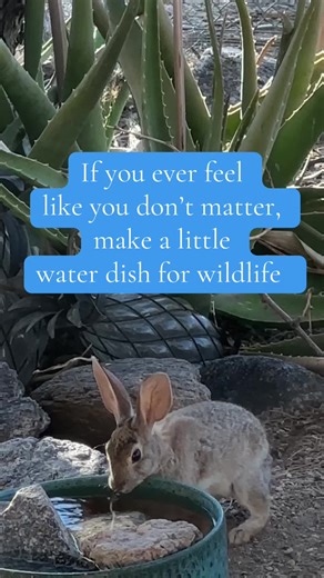 Creating Water Sources for Wildlife in Hot Weather