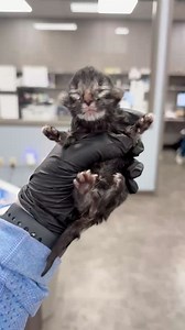 A one day old little fighter coming to us after being surrendered to our vet partners. He is the only survivor of a difficult birth. | The Bitty Kitty Brigade