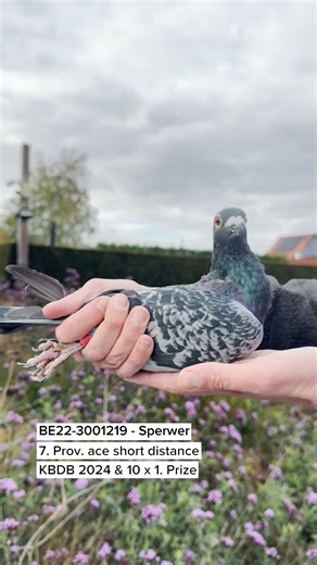 30K views · 859 reactions | Bernard Corteel, now well into his 80s,...