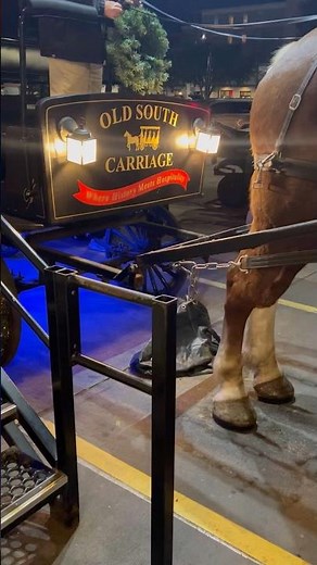 Carriage ride in Charleston sc #horse #charleston #tourism For a haunted tour