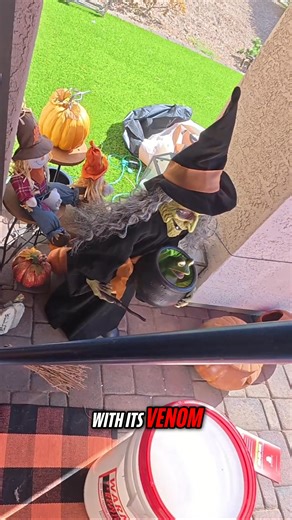 1.6K views · 43 reactions | Overwintering rattlesnakes, usually using...