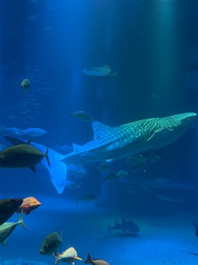 Sakurako on Instagram: "Good days in December 🎅🎄🫧 昼間の海遊館も気になる🙂‍↕️"