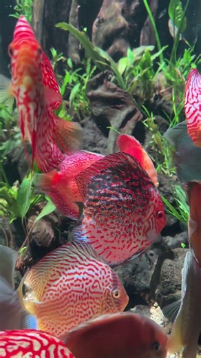 Ikan Discus Jumbo Mega Tank #megatank #discusfishlover