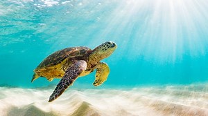 Where To See Sea Turtles In Puerto Rico - 2024 Guide