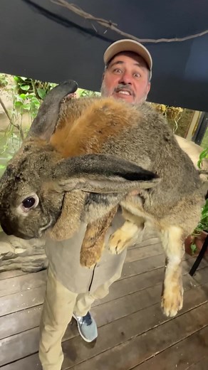Giant Rabbit Facts: Meet the King of All Bunnies