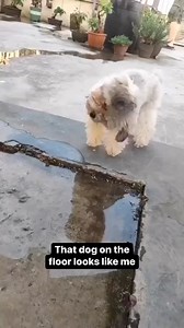 7.6K views · 79 reactions | Dog confused by his reflection on the water dog doggo dogtraining dogsofinstagram petlovers doglife dogsofinsta doglover pets | Igreja Presbiteriana de Taquaritinga | Facebook