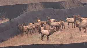 510K views · 5.3K reactions | Here's a look at the first elk to be...