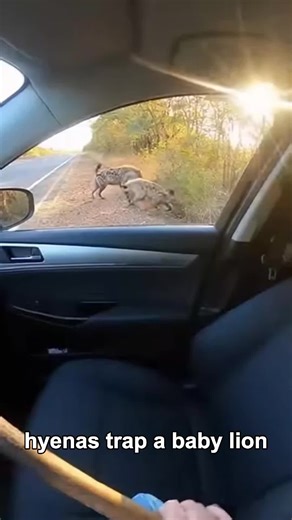 I Rescued a Trapped Baby Lion From Hyenas #animals #wholesome #animalrescue #friendship #foryou