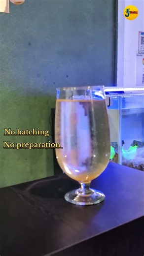 Decapsulated Artemia – The Best Food for Baby Fish? 🐟🔥