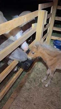 This did not go as planned.. You got to love the ponies though. #farmlife #animal #farm ￼