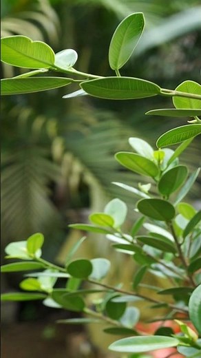 Review Sony a6000 Lensa Sigma 56mm f/1.4 Manual Fokus & Auto Fokus #sony #sonya6000