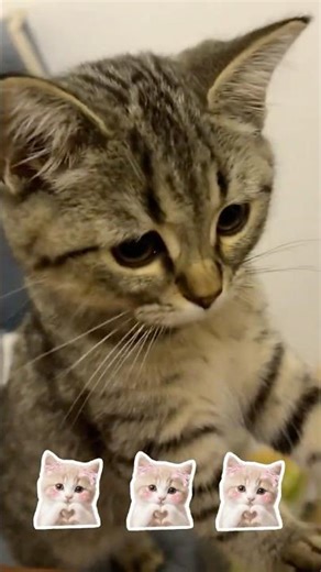 Does your cat look like this?