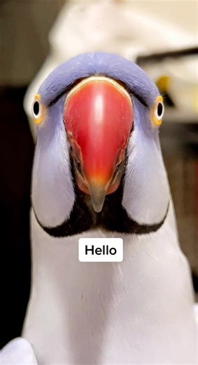 Funny Bird Cartoons and Laughter Compilation