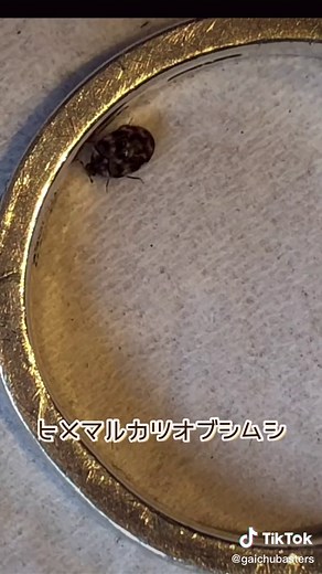 (´∀｀; )ﾉヒメマルカツオブシムシをよ〜〜く観察してからしっかり防除しよか〜〜#reels#reelsinstagram #害虫予防 #害虫対策 #害虫#侵入#虫#ヒメマルカツオブシムシ#ニセマルヒョウホンムシ#トコジラミ#シバンムシ#シバンムシ対策#シバンムシ被害#シミ#ダニ#チャタテムシ#チャタテムシ対策#チャタテムシ被害#ゴキブリ#ゴキブリ対策#蜘蛛#蚊#蜂#カメムシ#ハエ#窓#害虫駆除 #害虫予防#害虫被害