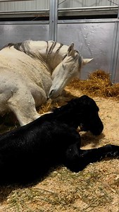 Pretty little baby 🤩 #equinebreeding #equinereproduction #equinebreedingseason #foalingseason #foalsofinstagram | Colorado State University Equine Reproduction Center and Laboratory