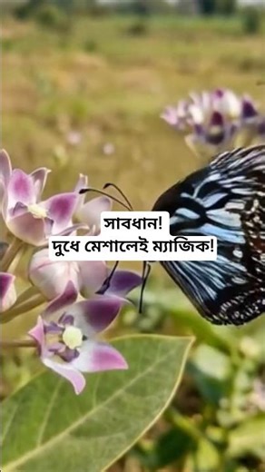 The magical properties of the akanda tree! #natural #amazingfacts #facts