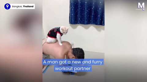 New gymbro: Cat climbs onto owner's back during workout in Thailand