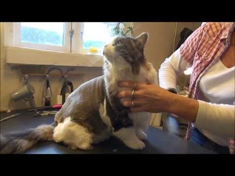 Langhåret Kat? Se Her Hvordan Du Trimmer, Klipper og Plejer Pelsen
