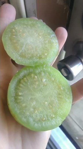 How to grow tomatillos