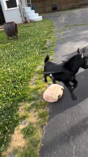 3.2K views · 17 reactions | Nigerian Dwarf Goat, Winslow. It’s Frickin Bats. I love Halloween. Note: before anyone comes at me saying he’s just trying to get them off…our goats wear costumes for very short periods of time and don’t mind them. They know they get treats after they hop around in them and tend to show off for their buddies. #goats #halloween #spookyseason #pets #bats | La cocina de Velcheva | Facebook