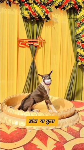 Danta or turmeric #funny #shilpisaroja #thetharpuns #comedy