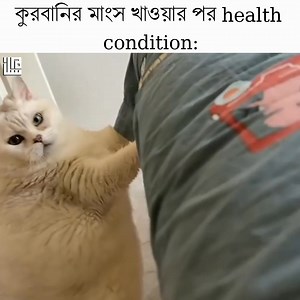 rn: | Memes Reporter