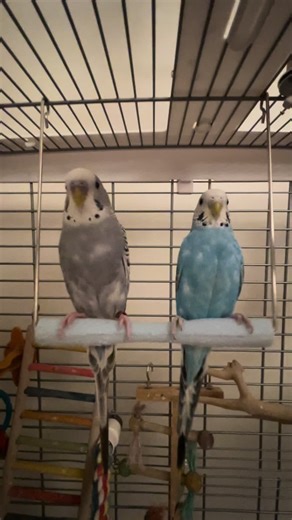 Cute Parakeet Videos: Funny Moments and Bird Care
