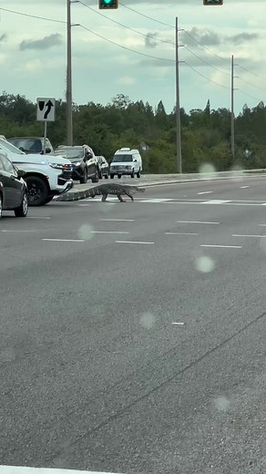 Alligator stopping rush hour traffic #florida #onlyinflorida #fyp #nature #wildlife #tampa #alligator #alligatorsoftiktok #traffic