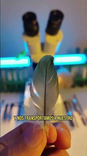 🦜 Bird feather under the microscope 🔬