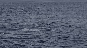 Slow motion of a pod of dolphins swimming across the ocean in natural habitat. Wild playful dolphins hunting fish in South Africa at sunset. Sardine run. Wildlife, marine sea scape, mammal animals.