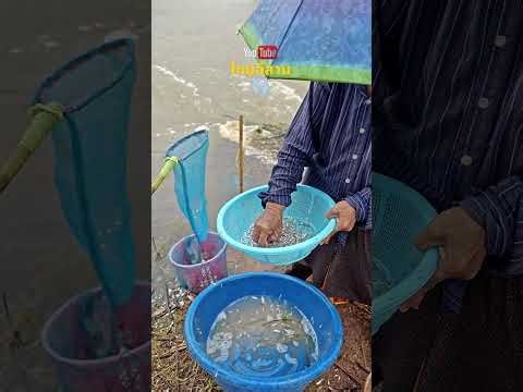 Where did the glassfish come from to be so numerous? They keep coming in after only a short time.