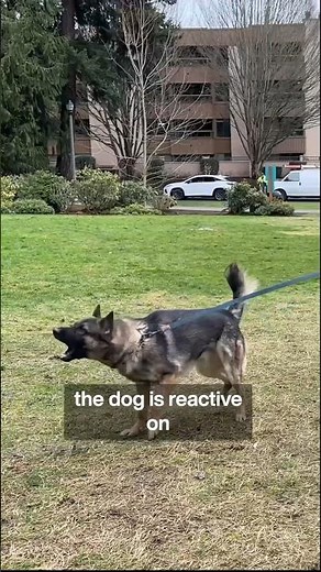 How we fix LEASH REACTIVITY towards other dogs