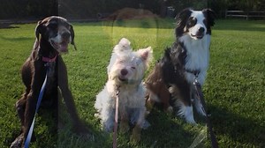 NIAGARA REGION'S FIRST INDOOR DOG PARK ! 2500 SQ FT OF ASTROTURF ! DOGGIE PLAY GROUND ! LIMITED SPOTS REMAIN FOR SUMMER CAMP REGISTRATION ! FULL DAY DOGGIE DAY CAMP $20 HALF DAY DOGGIE DAY CAMP $15 facebook.com/Bark-Park-115052967001238 | Bark Park